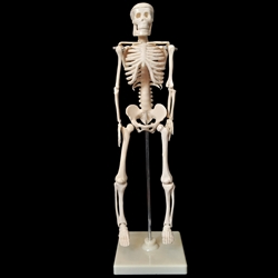 18" Plastic Skeleton Replica with Stand