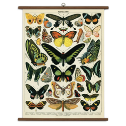Cavallini Vintage School Chart - Papillons/Butterflies