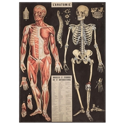 Cavallini Decorative Paper Sheet - L'Anatomie