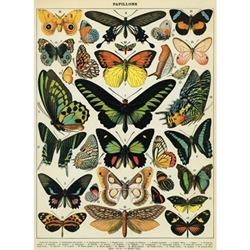 Cavallini Decorative Paper - Papillons 20"x28" Sheet