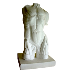 Plaster Cast Large Male Torso