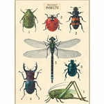 Cavallini Decorative Paper- Insect Chart 20"x28" Sheet