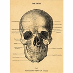 Cavallini Decorative Paper- The Skull 20"x28" Sheet