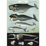 Cavallini Decorative Paper- Whale Chart 20"x28" Sheet
