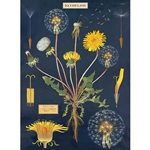 Cavallini Decorative Paper - Dandelion Chart 20"x28" Sheet
