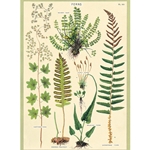 Cavallini Decorative Paper - Ferns 20"x28" Sheet