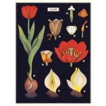 Cavallini Decorative Paper - Tulip 20"x28" Sheet