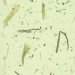 Green Onion Paper- 25x37 Inch Sheet
