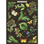 Cavallini Decorative Paper - Caterpillars & Butterflies 20"x28" Sheet
