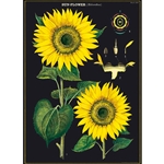 Cavallini Decorative Paper - Sunflower 20"x28" Sheet