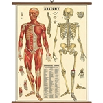 Cavallini Vintage School Chart- Anatomy