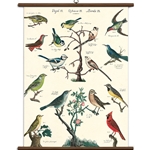Cavallini Vintage School Chart- Birds