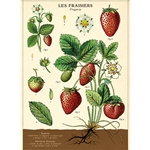 Cavallini Decorative Paper - Strawberries 20"x28" Sheet