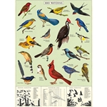Cavallini Decorative Paper - Study of Birds 20"x28" Sheet