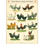 Cavallini Decorative Paper - Chickens & Roosters 20"x28" Sheet