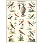 **NEW!** Cavallini Decorative Paper - Ornithology 20"x28" Sheet