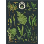 Cavallini Decorative Paper - British Ferns 20"x28" Sheet