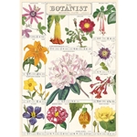 *NEW* Cavallini Decorative Paper Sheet - Botanist