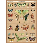 Cavallini Decorative Paper Sheet - Entomology