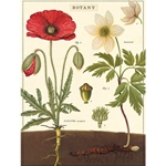 **LIMITED STOCK** Cavallini Decorative Paper Sheet - Botany