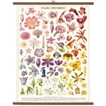 Cavallini Vintage School Chart - Flora Specimens