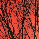 Nepalese Printed Paper- Landscape Tree Black on Red 20x30" Sheet