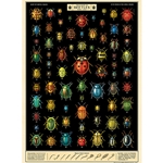 **NEW!** Cavallini Decorative Paper - Field Guide to Beetles 20"x28" Sheet