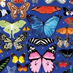 "Butterflies on Blue" rolled wrap by Mary Katrantzou 27" x 8' roll