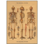 Cavallini Decorative Paper - Skeleton Chart 20"x28" Sheet