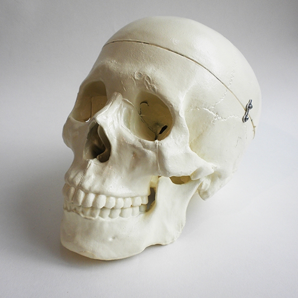 real human skull side view